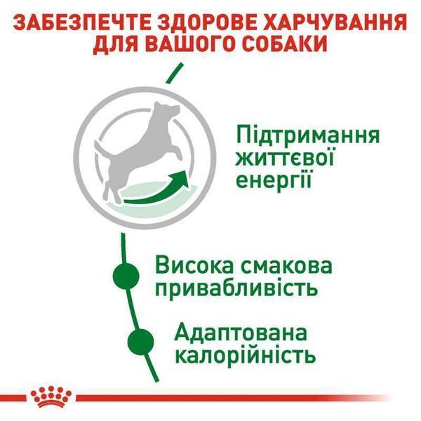 Роял Канін (ROYAL CANIN MINI ADULT 8+) Корм для собак віком від 8 до 12 років 800г 3002080 фото