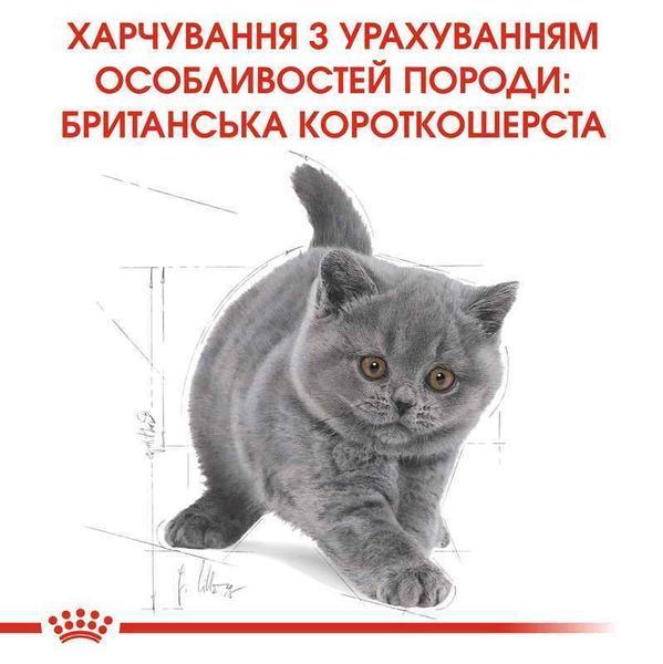 Роял Канін (ROYAL CANIN KITTEN BRITISH SHORTHAIR) Корм для Британських короткошерстих кошенят 2566004 фото